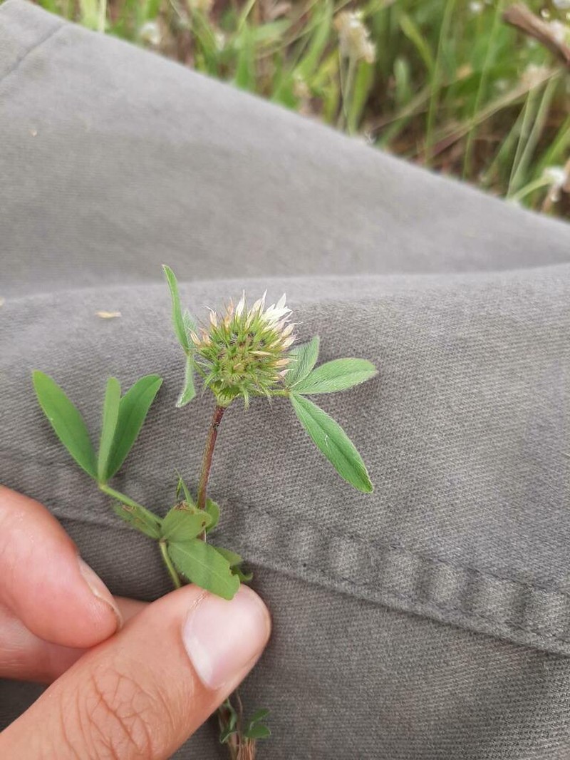 Trifolium obscurum photo 8