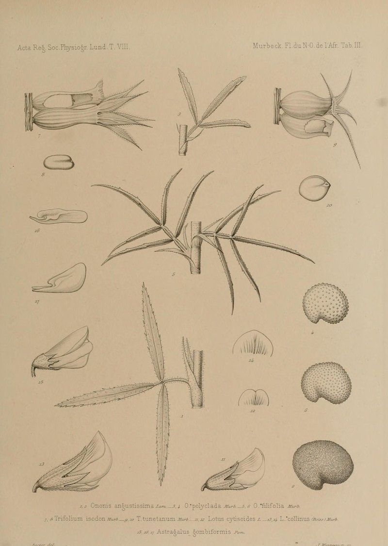 Trifolium obscurum