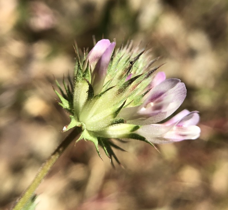 Clammy Clover photo 2