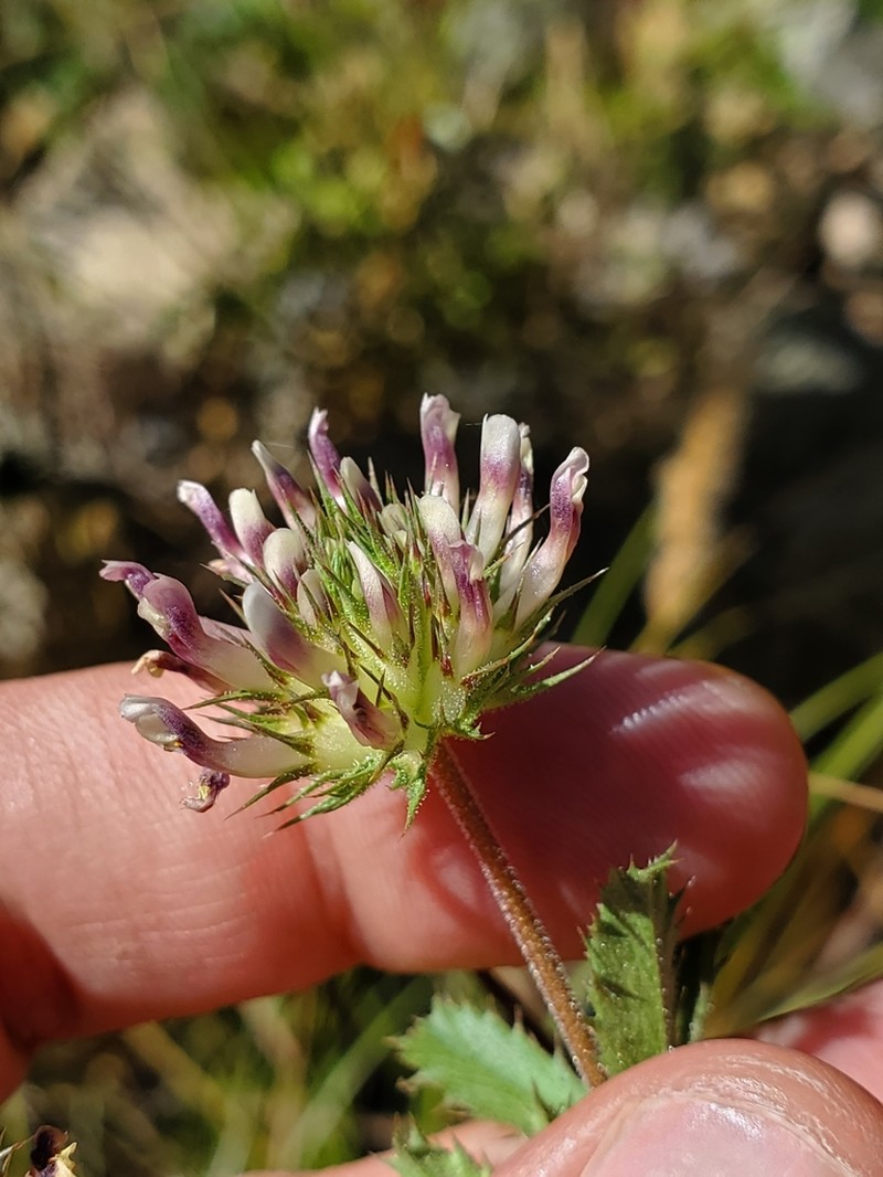 Clammy Clover photo 3