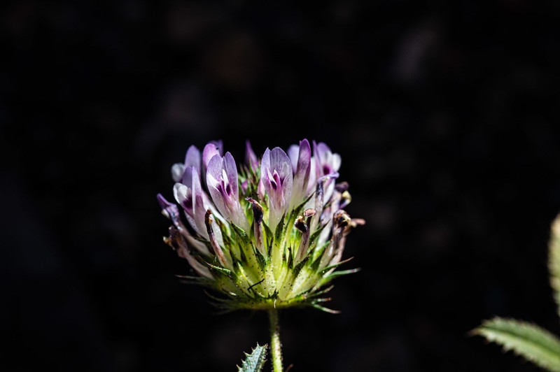 Clammy Clover photo 4