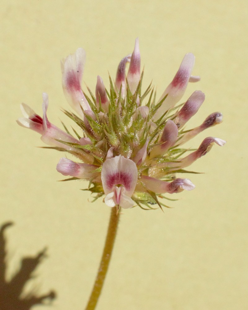 Clammy Clover photo 5