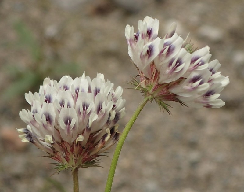 Clammy Clover photo 6