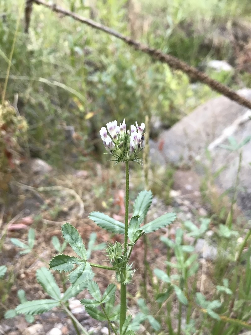 Clammy Clover photo 7
