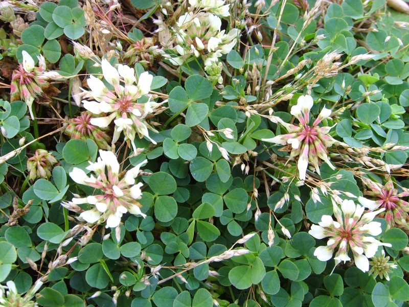Trifolium occidentale