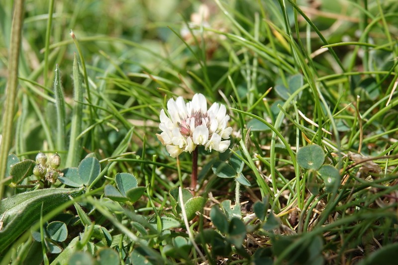 Trifolium occidentale photo 2
