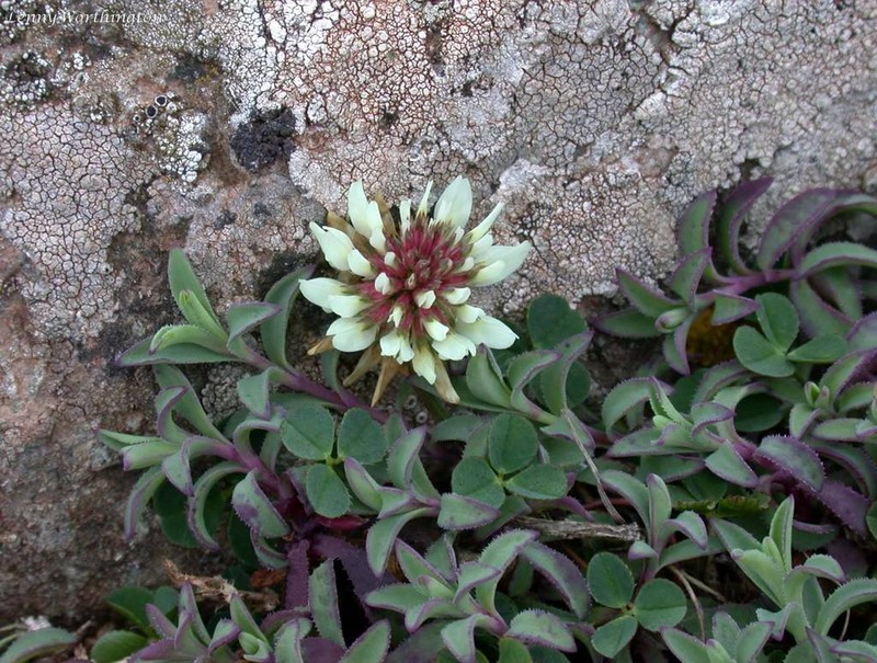 Trifolium occidentale photo 3