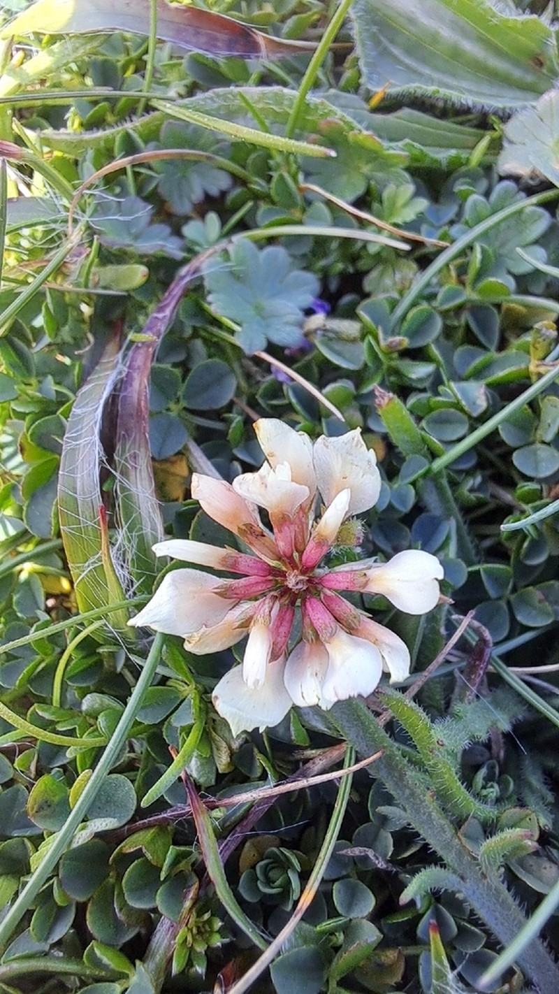 Trifolium occidentale photo 4