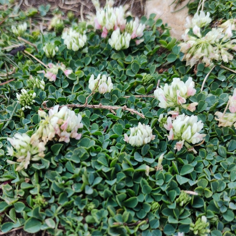 Trifolium occidentale photo 5