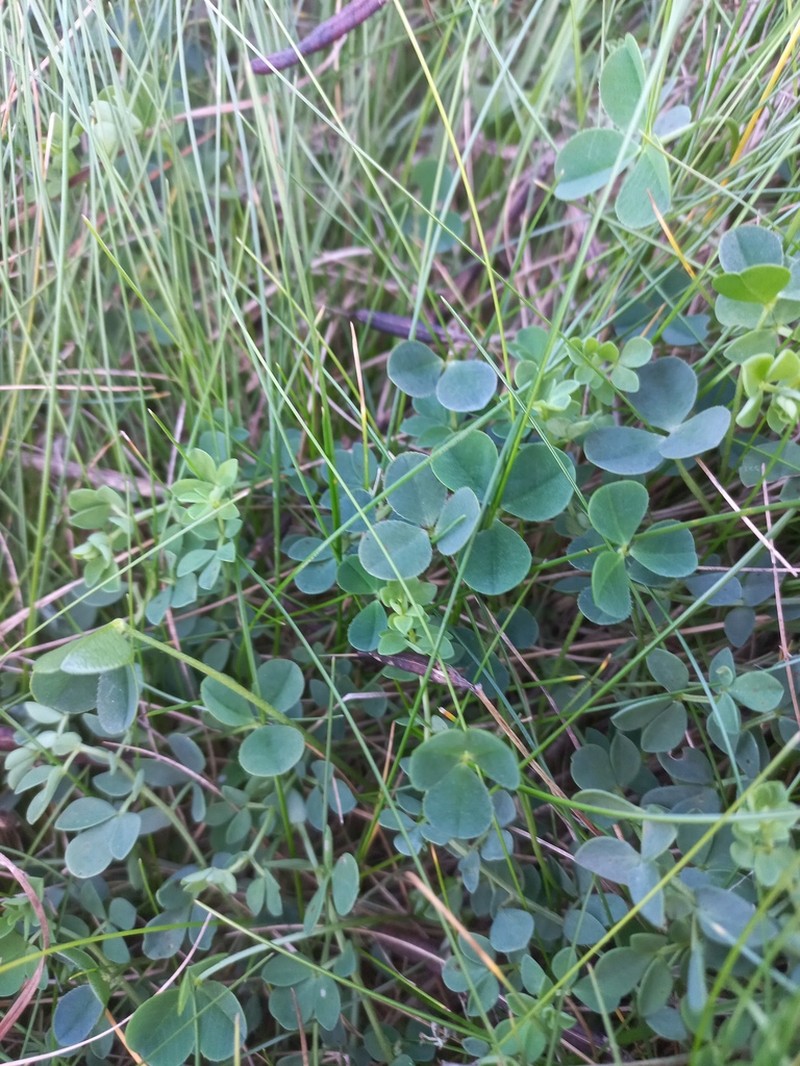 Trifolium occidentale photo 6