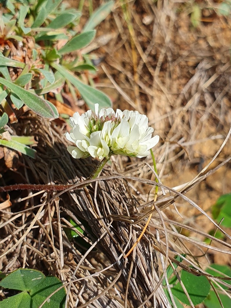 Trifolium occidentale photo 7