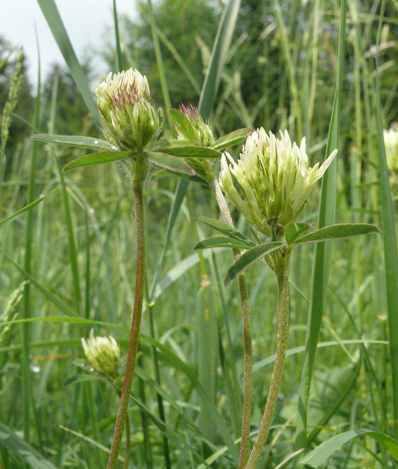 Trifolium ochroleucon