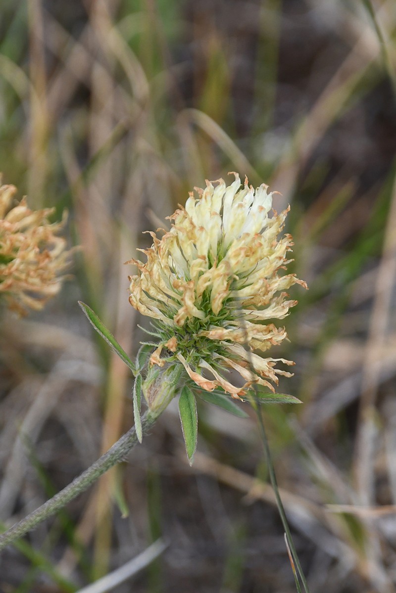 Trifolium ochroleucon photo 2