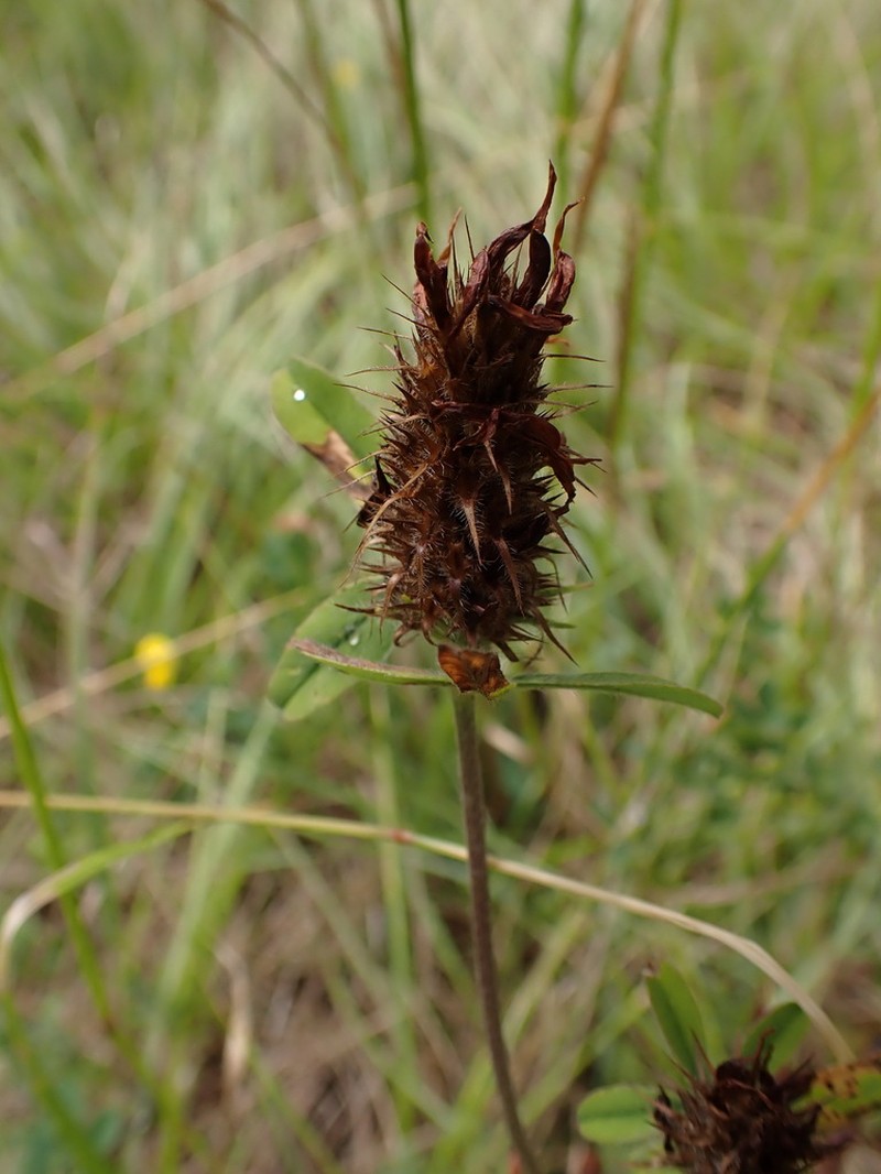Trifolium ochroleucon photo 3