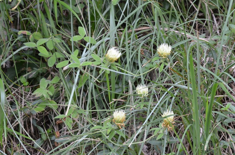 Trifolium ochroleucon photo 4