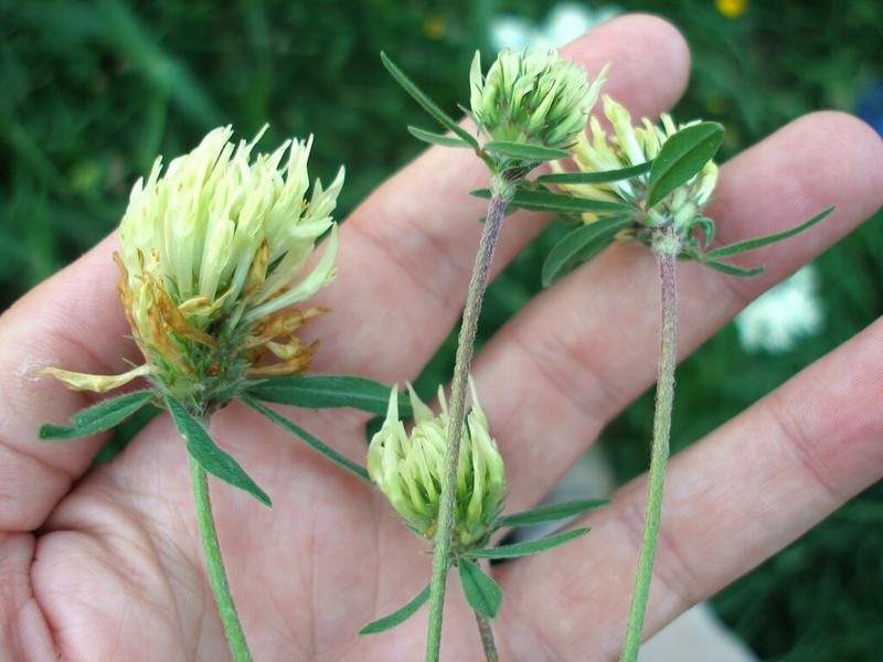 Trifolium ochroleucon photo 5
