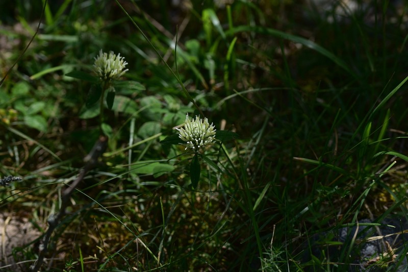 Trifolium ochroleucon photo 6