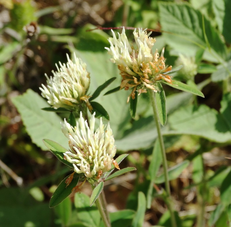 Trifolium ochroleucon photo 7
