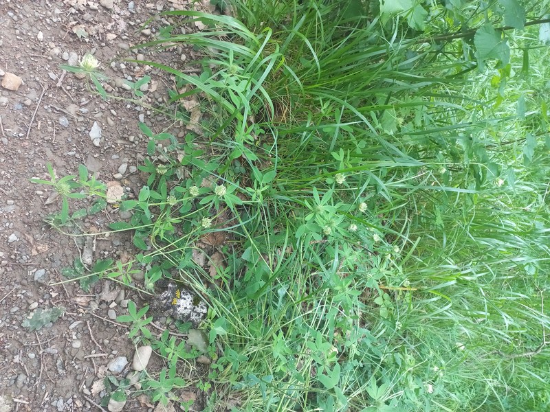 Trifolium ochroleucon subsp. ochroleucon