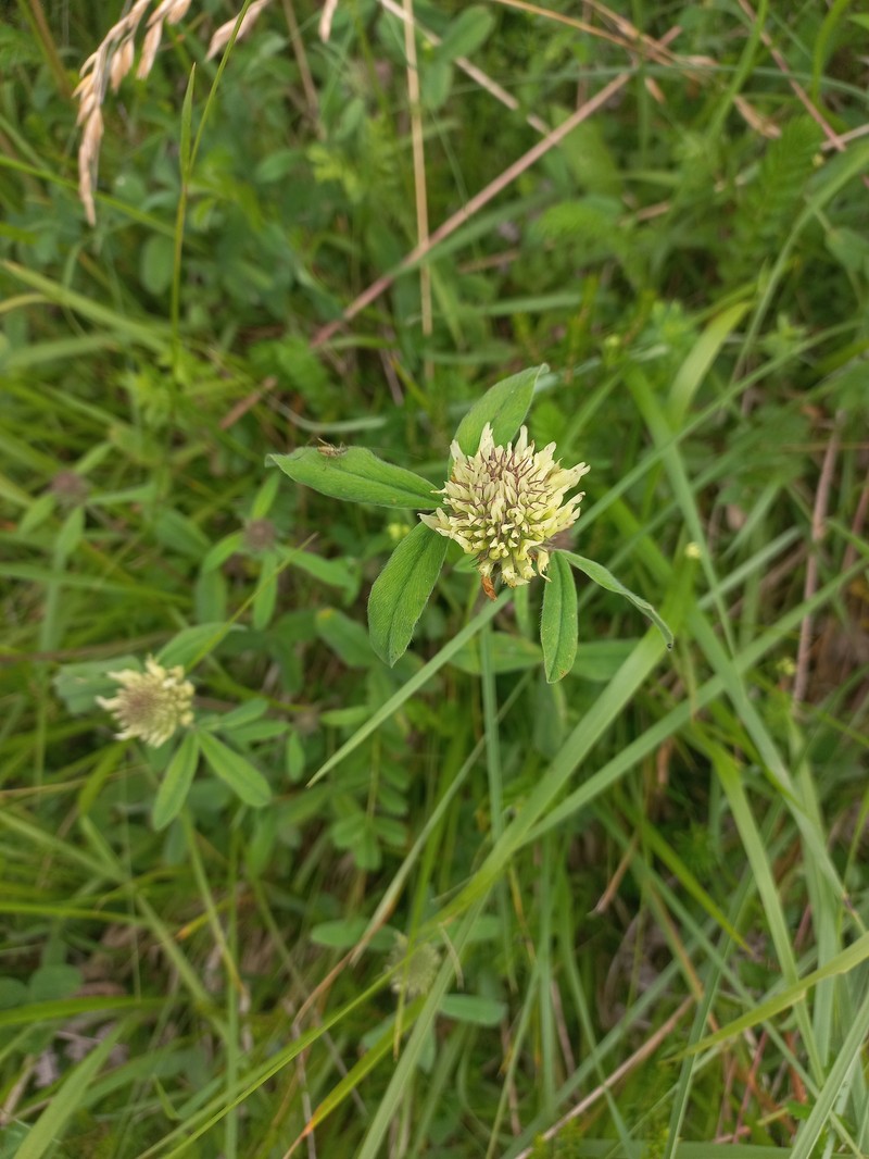 Trifolium ochroleucon subsp. ochroleucon photo 2