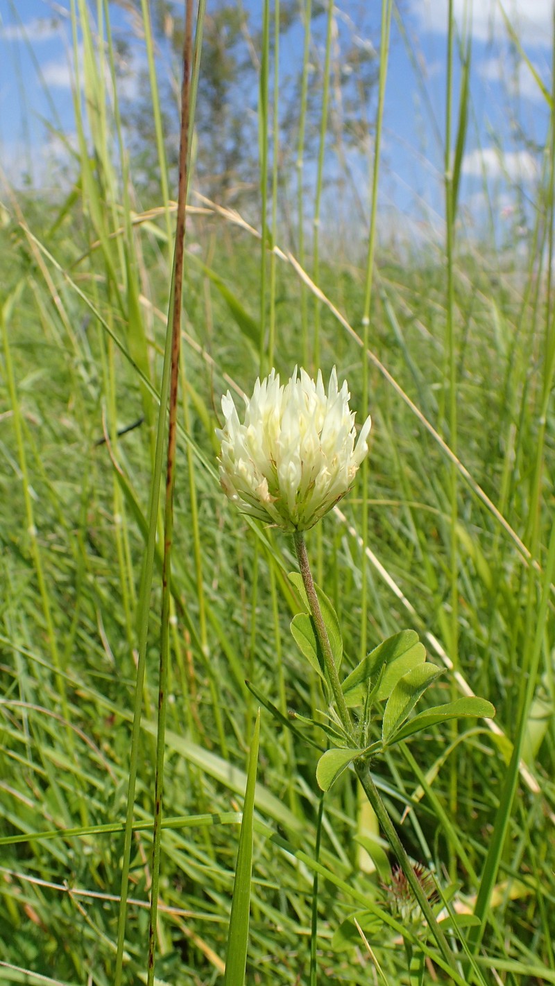 Trifolium ochroleucon subsp. ochroleucon photo 3