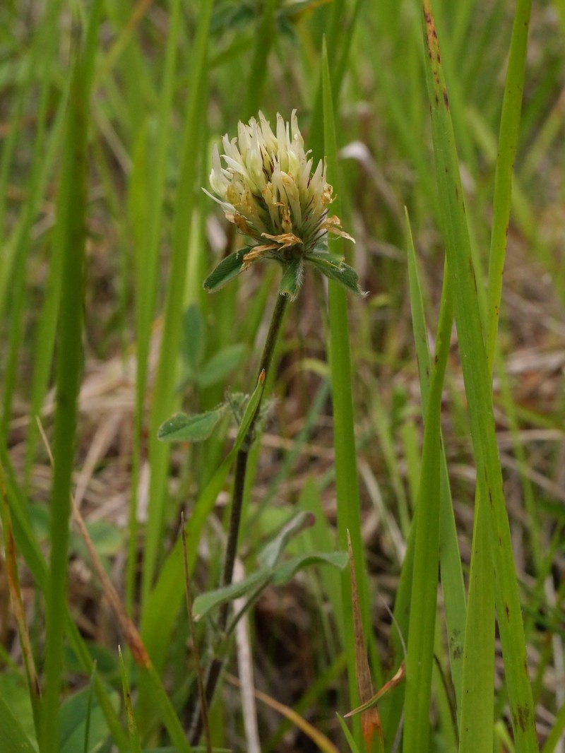 Trifolium ochroleucon subsp. ochroleucon photo 4
