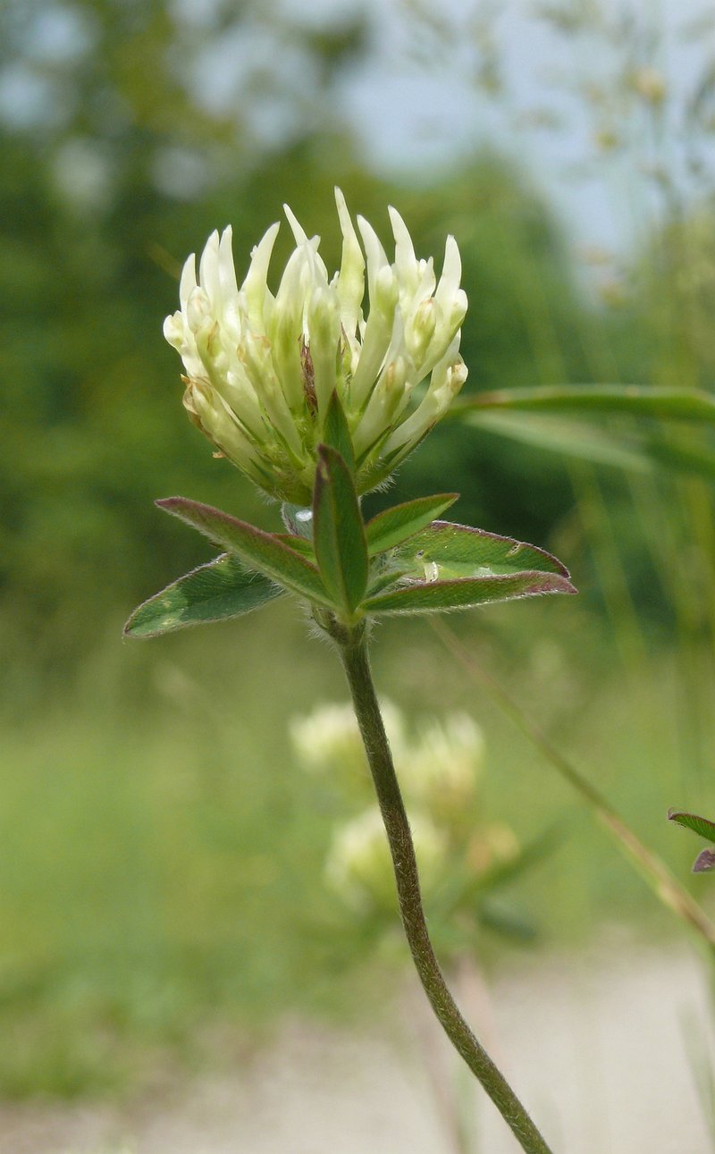 Sulphur Clover