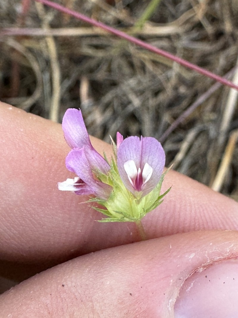 Fewflower Clover photo 3