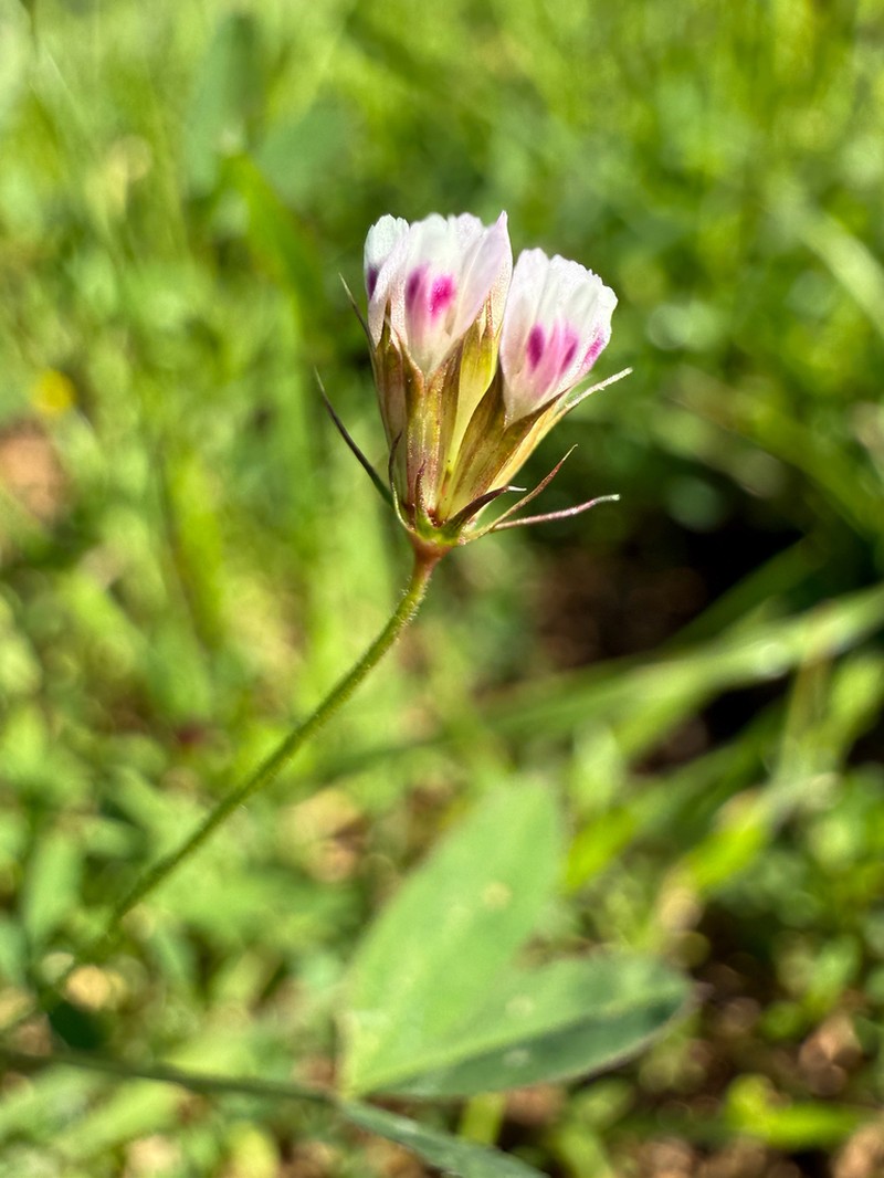 Fewflower Clover photo 4