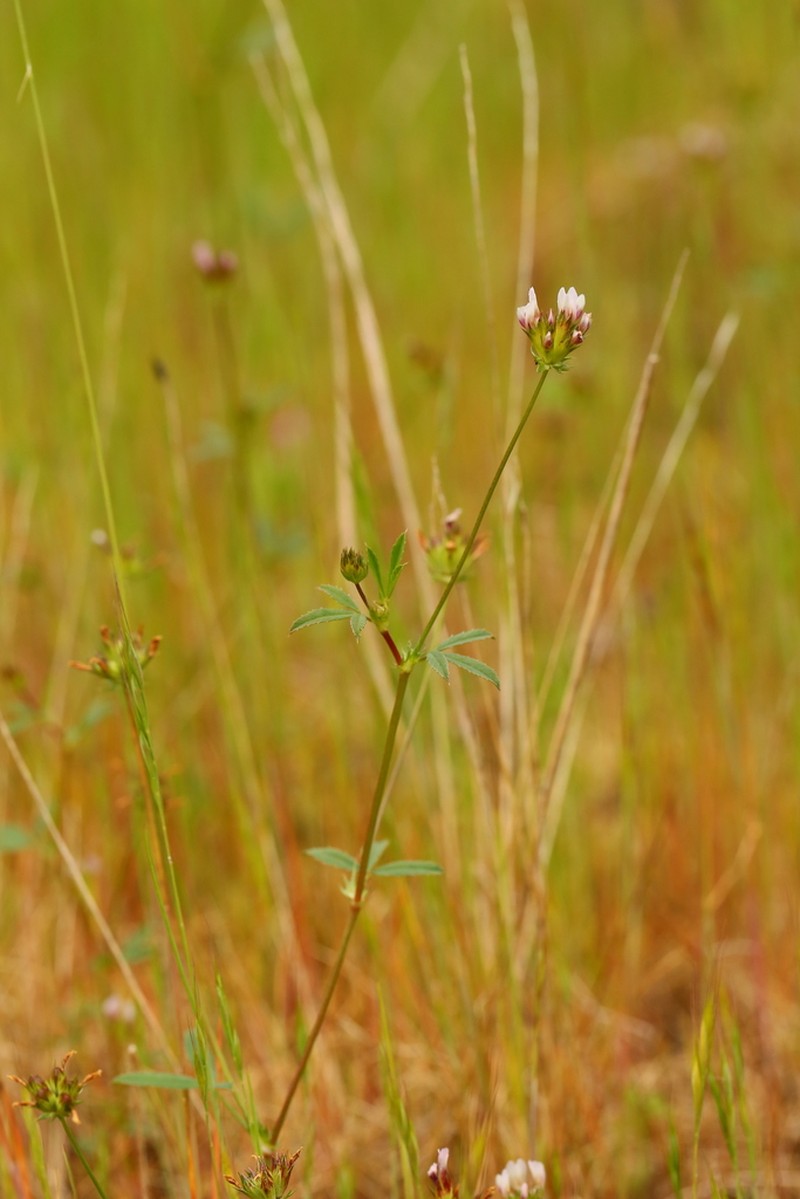 Fewflower Clover photo 5