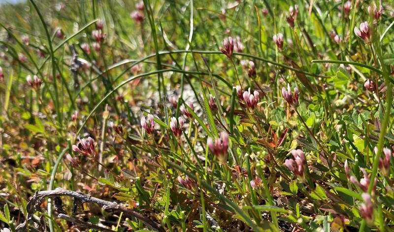 Fewflower Clover photo 6