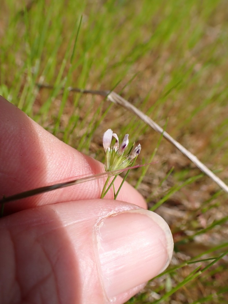 Fewflower Clover photo 7
