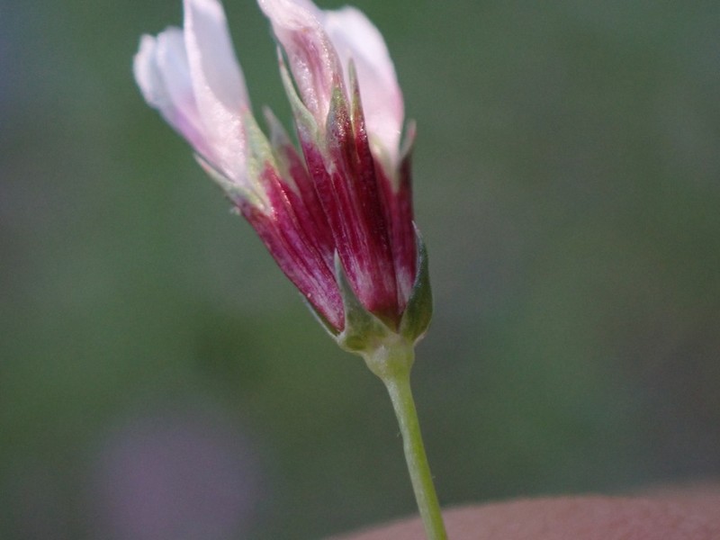 Fewflower Clover photo 8