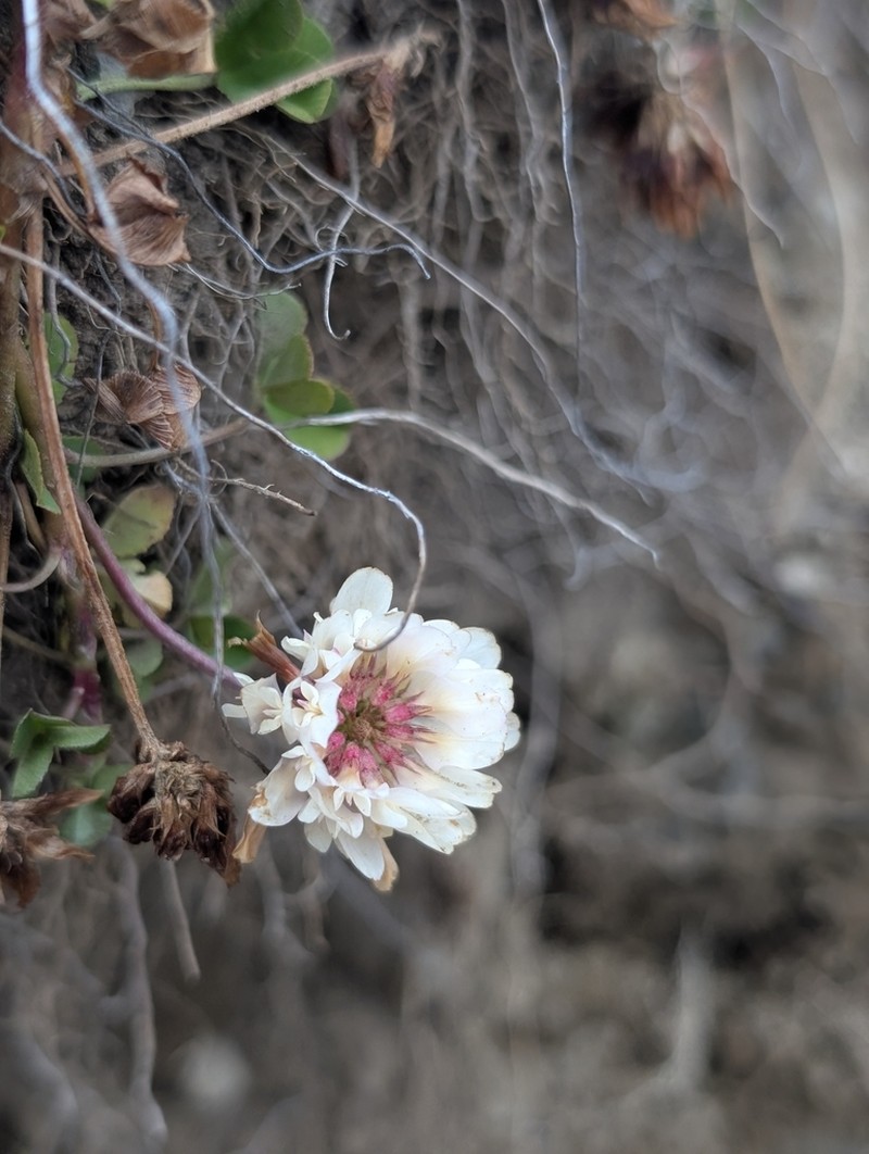 Trifolium orbelicum
