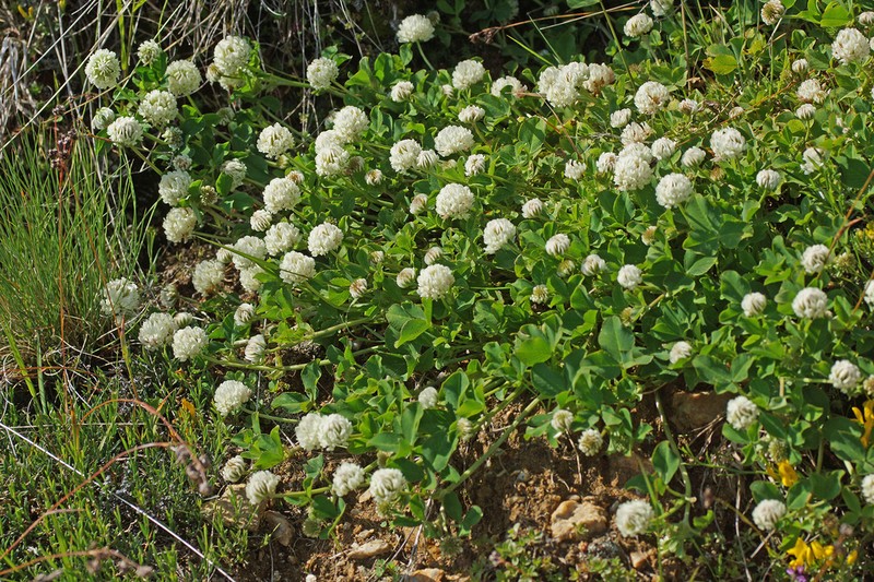 Trifolium orbelicum photo 3