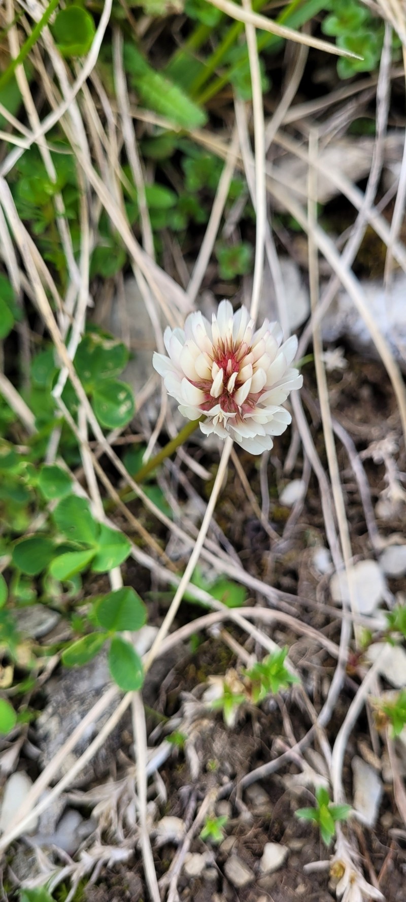 Trifolium orbelicum photo 4