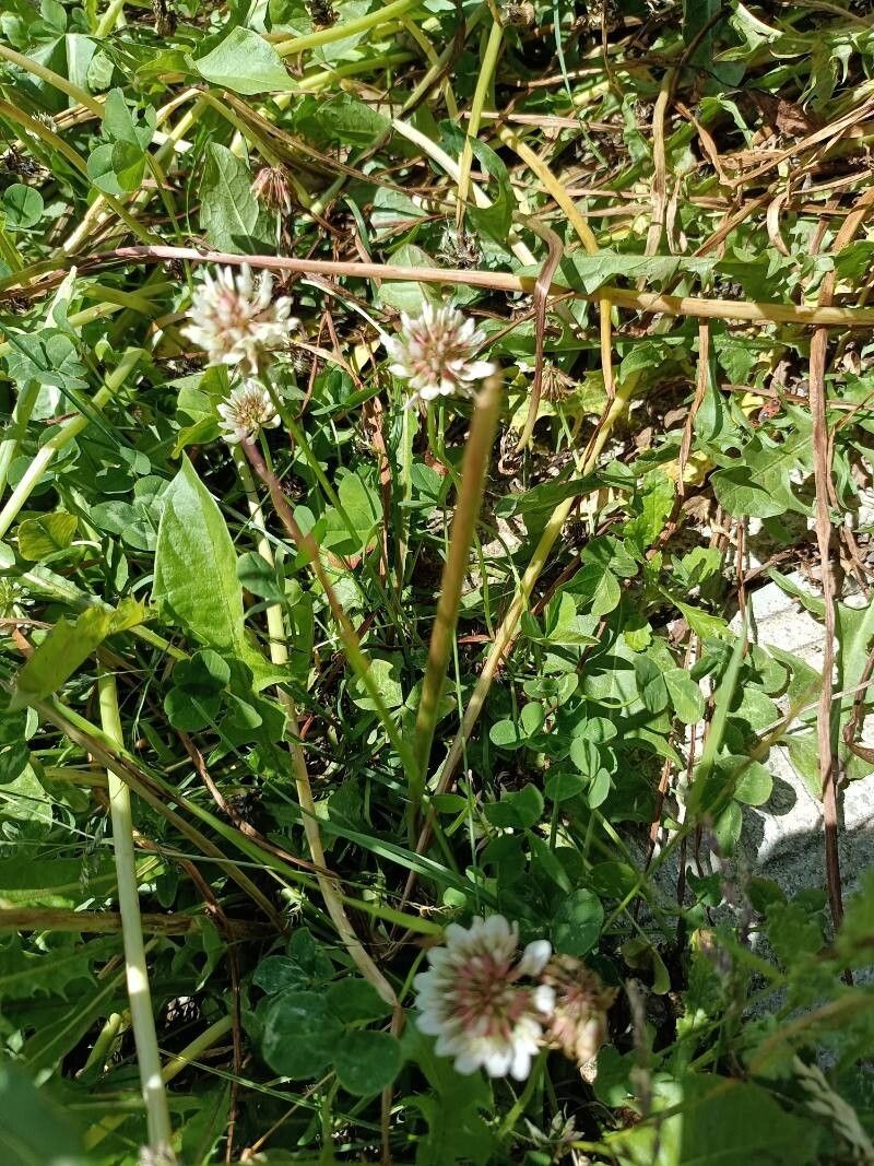Trifolium orbelicum photo 5