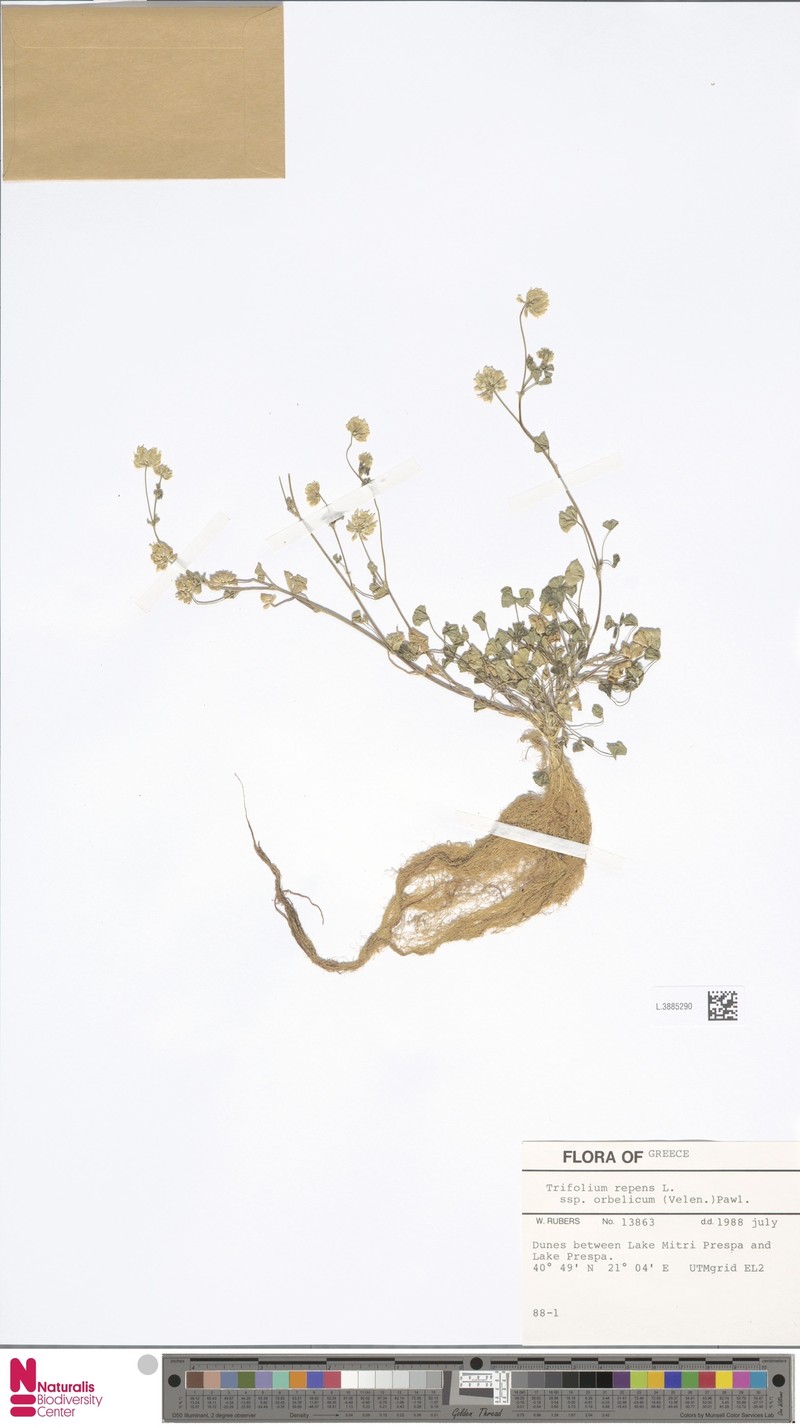 Trifolium orbelicum photo 6