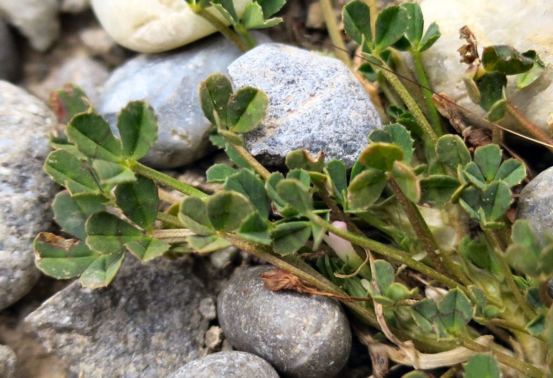 Bird Clover photo 3