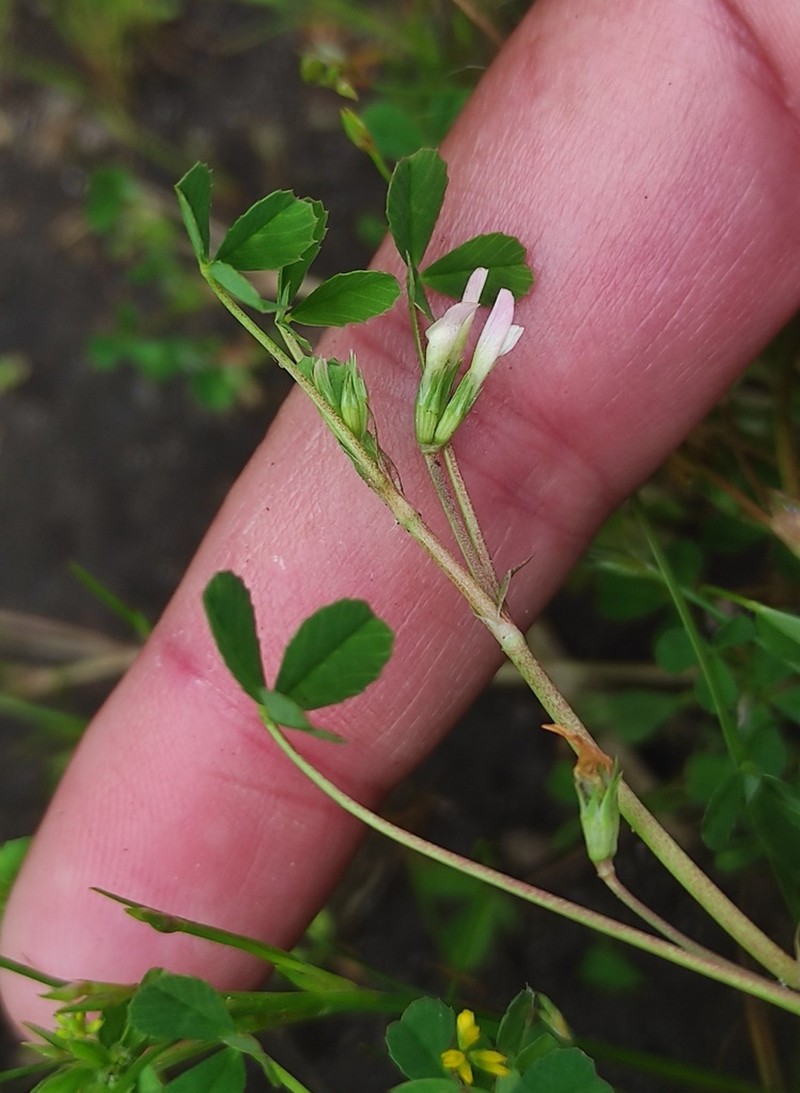 Bird Clover photo 4