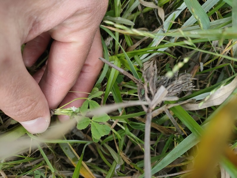 Bird Clover photo 5