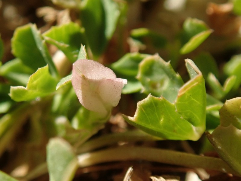 Bird Clover photo 6