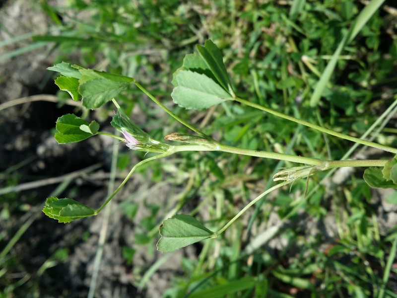 Bird Clover photo 3