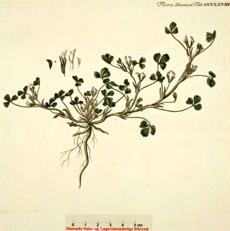 Bird Clover