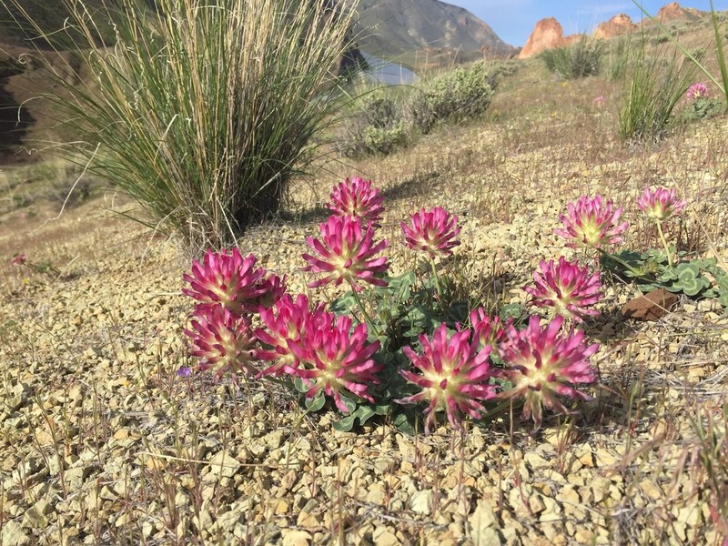 Owyhee Clover