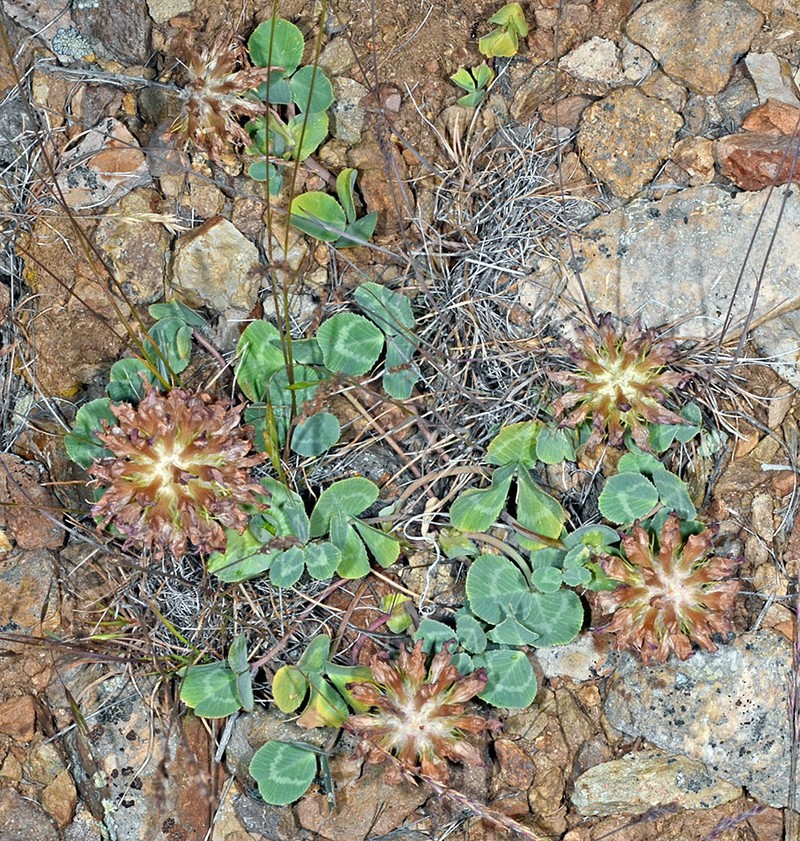 Owyhee Clover photo 2