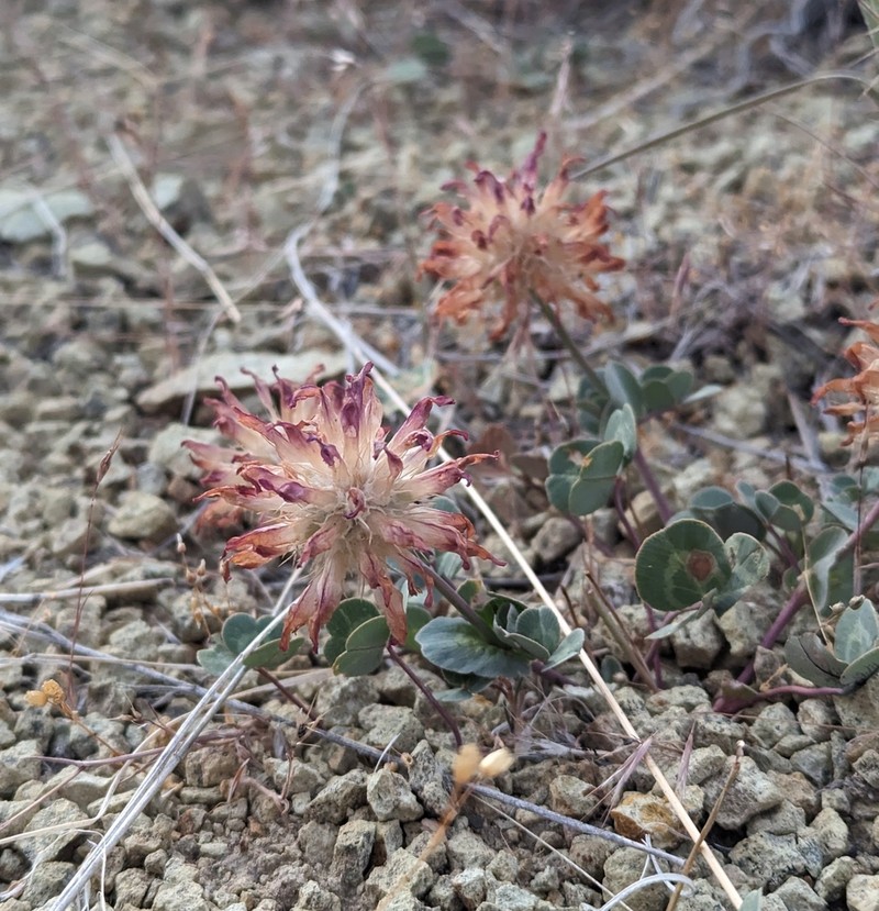 Owyhee Clover photo 3