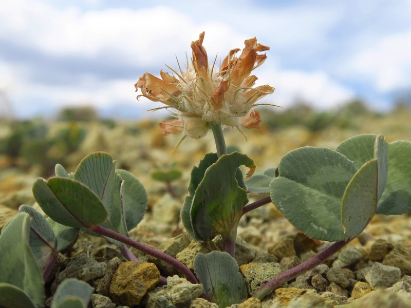 Owyhee Clover photo 4