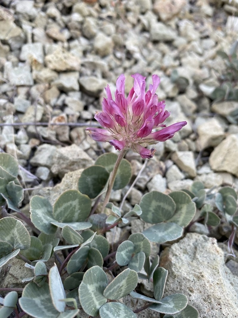 Owyhee Clover photo 5