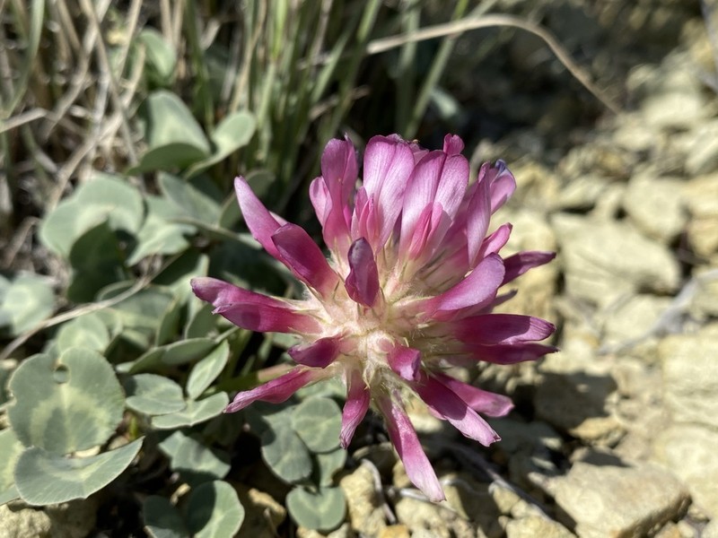 Owyhee Clover photo 6